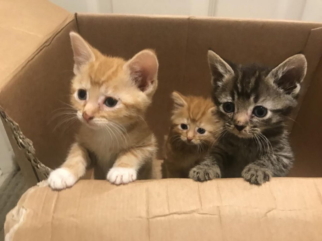 Move New Born Kittens To A Box